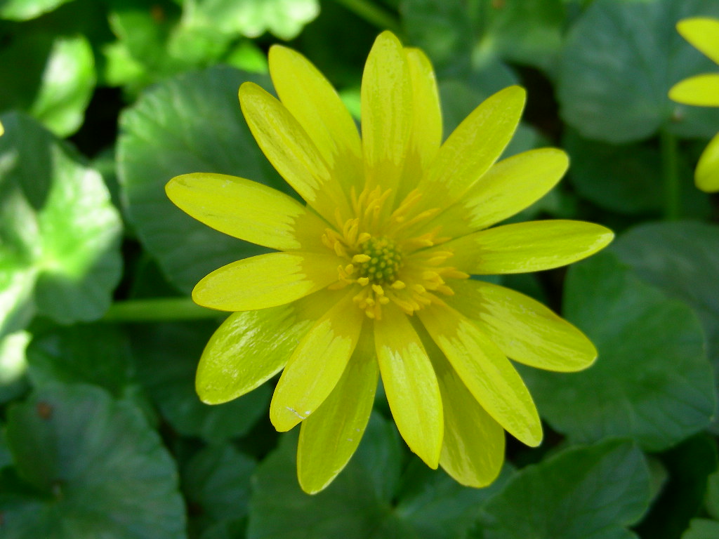 Ficaria verna (ex Ranunculus ficaria)